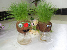 Load image into Gallery viewer, Lovely Design Mini DIY Magic Grass Head Plant - stilyo