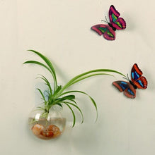 Load image into Gallery viewer, Wall Hanged Transparent Round Pot / Aquarium - stilyo