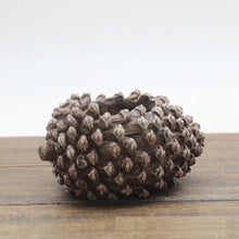 Load image into Gallery viewer, Mini Pine Succulent Planters Pot - stilyo

