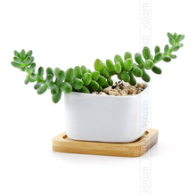 Load image into Gallery viewer, Bamboo Wooden Shaped Pot/Plant Trays - stilyo
